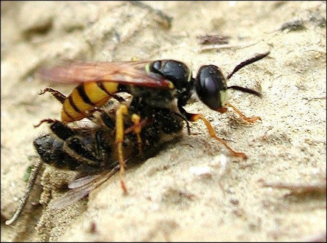 Philanthus 5