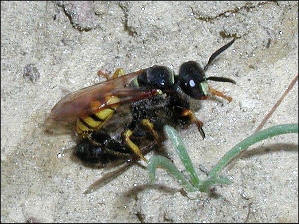 Philanthus 6