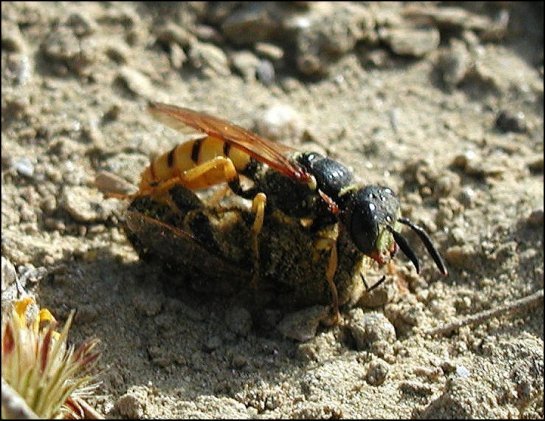 Philanthus 7