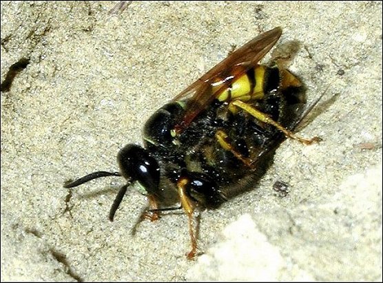 Philanthus 8