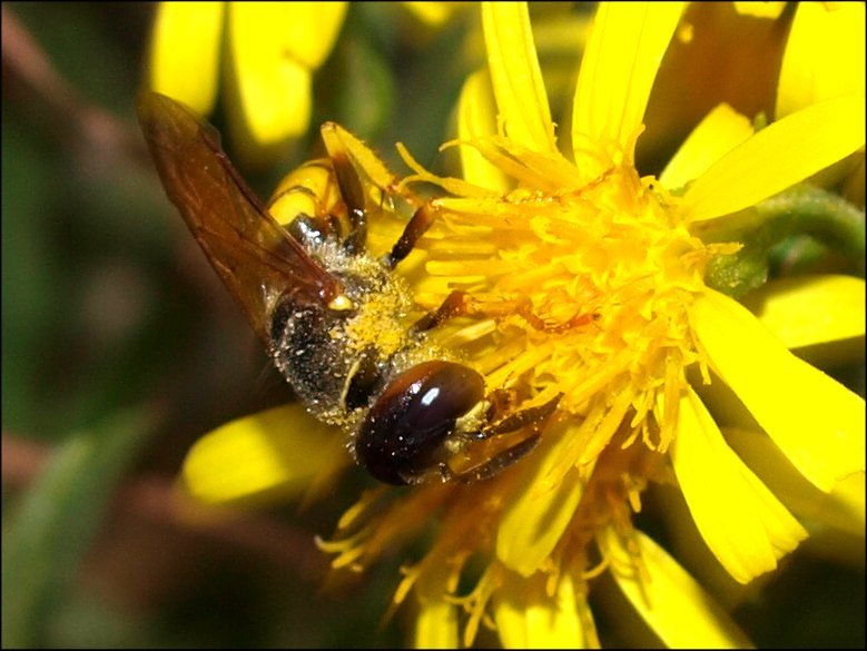 Philanthus 9