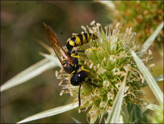 Philanthus triangulum 11