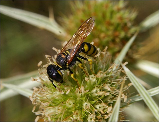 Philanthus triangulum 12