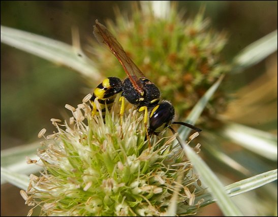 Philanthus triangulum 13
