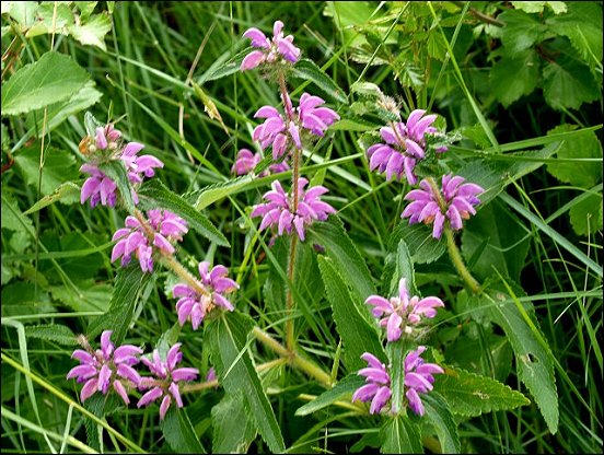 Phlomis herba-venti 1