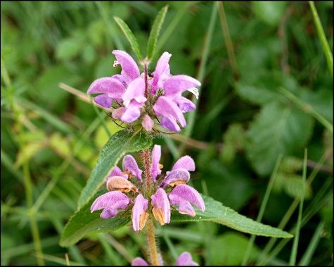 Phlomis herba-venti 2