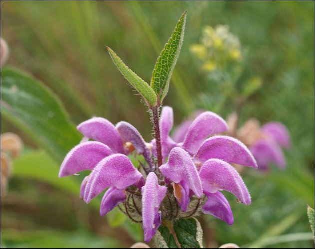 Phlomis herba-venti 3