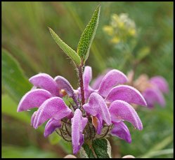 Phlomis herbe-au-vent