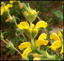 Phlomis lychnite