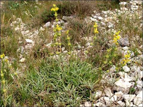 Phlomis lychnitis 1