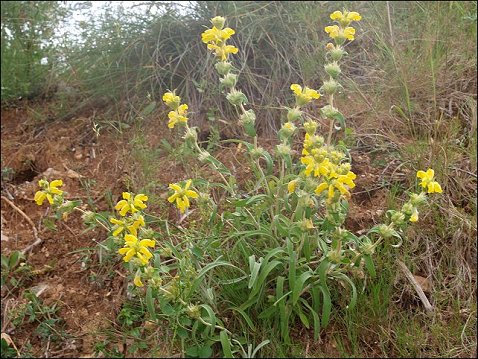 Phlomis lychnitis 3