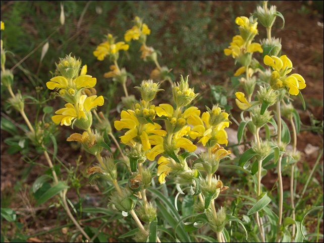 Phlomis lychnitis 4