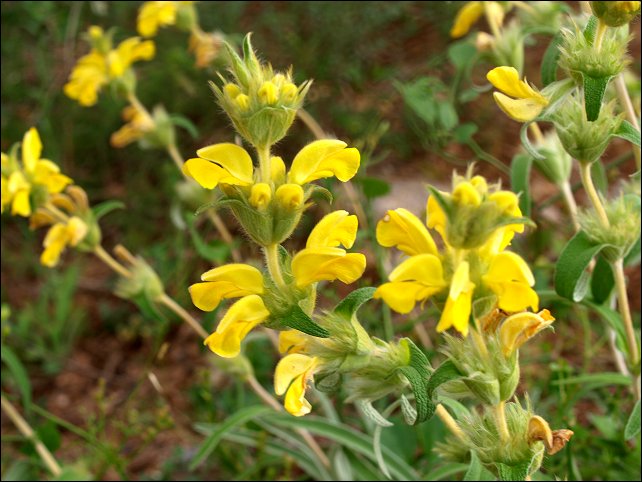 Phlomis lychnitis 5