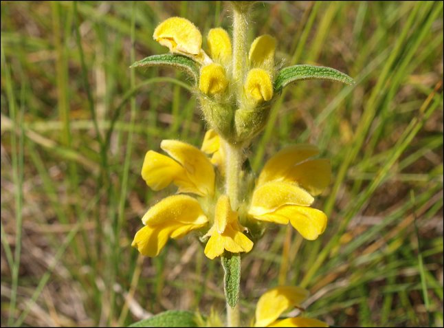 Phlomis lychnitis 6