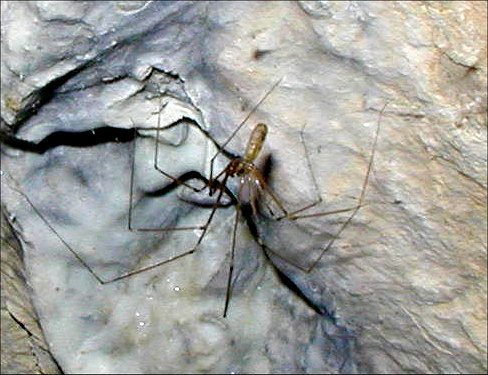Pholcus 3