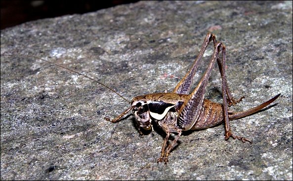Pholidoptera fallax