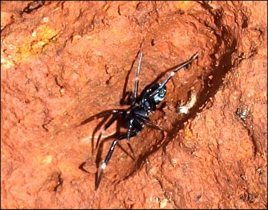 Phrurolithus 1
