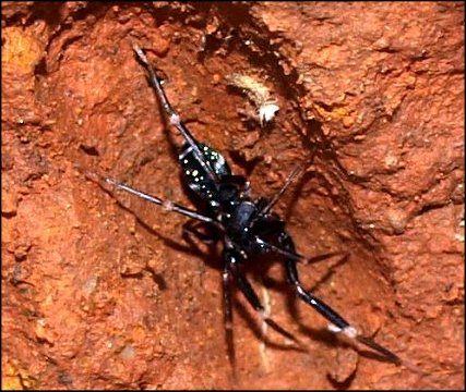 Phrurolithus 2