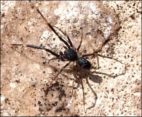 Phrurolithus 3