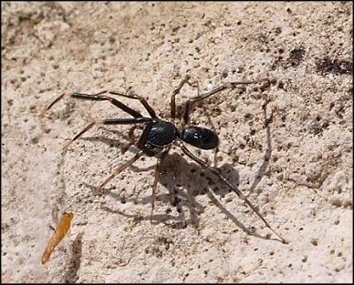 Phrurolithus 4