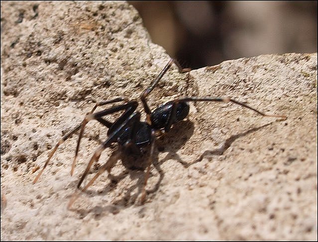 Phrurolithus 5