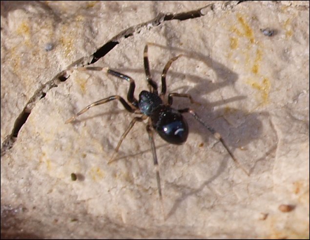 Phrurolithus 6