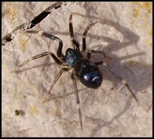 Phrurolithus