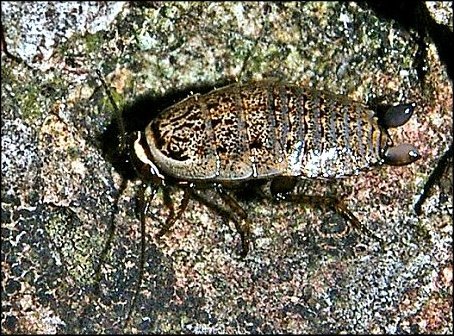 Phyllodromica subaptera 1