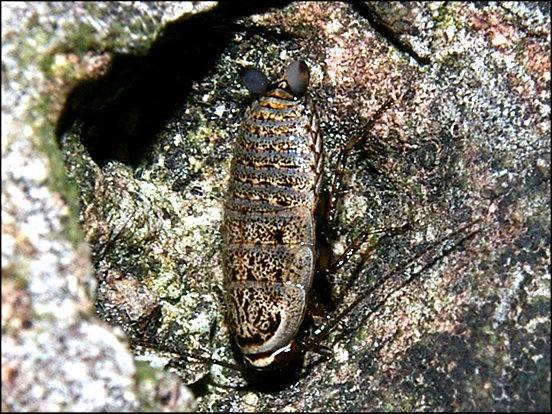 Phyllodromica subaptera 2