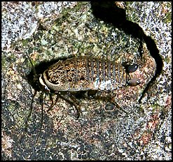 Phyllodromica