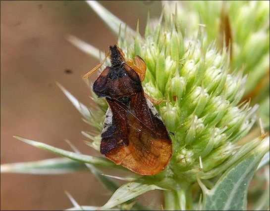 Phymata crassipes