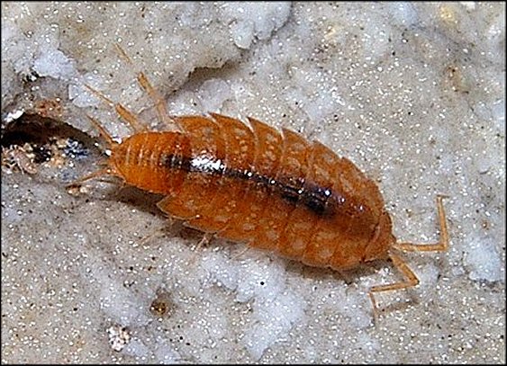 Phymatoniscus 3