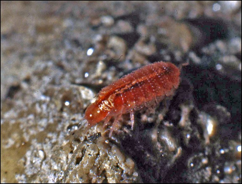 Phymatoniscus 1