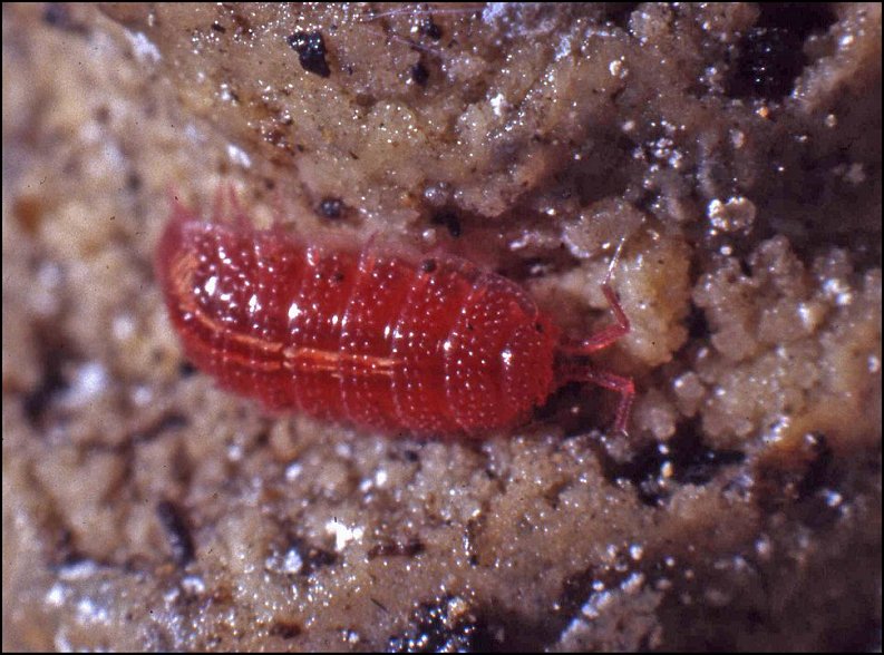 Phymatoniscus 2