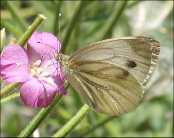 Pieris napi