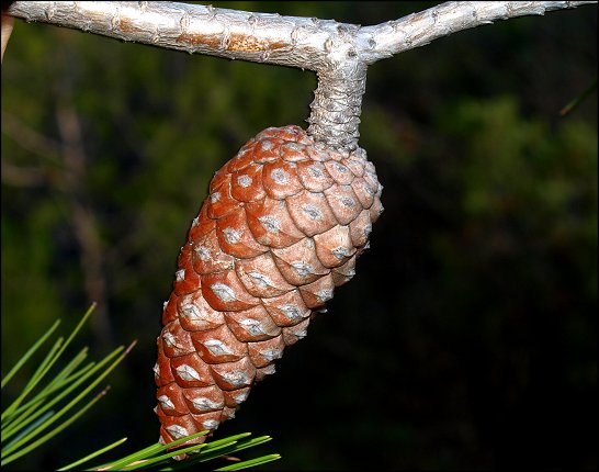 Pinus halepensis 12