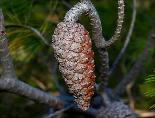Pinus halepensis 13
