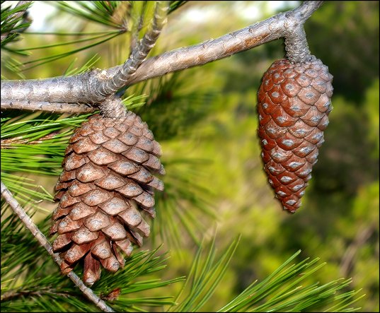 Pinus halepensis 14