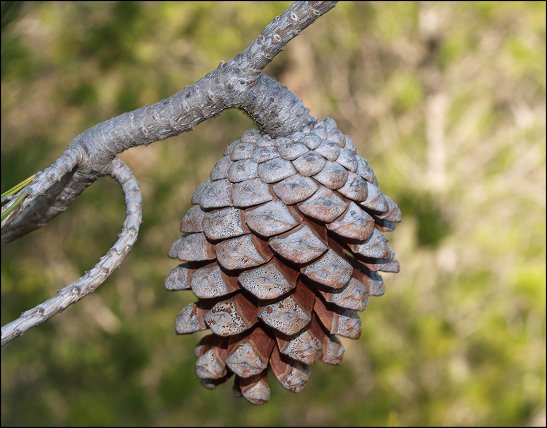 Pinus halepensis 16