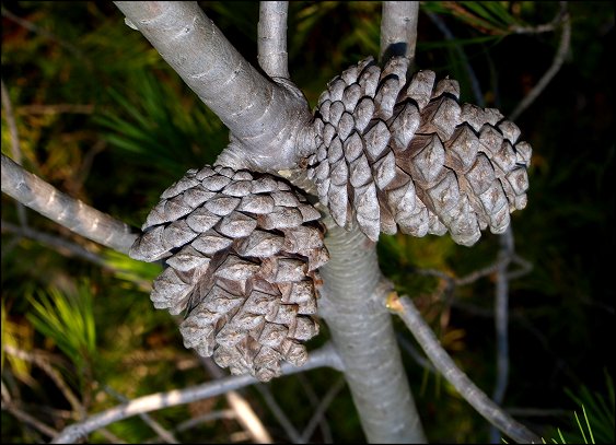 Pinus halepensis 17