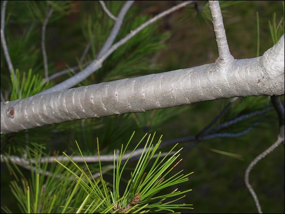 Pinus halepensis 5