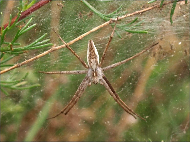 Pisaura 1