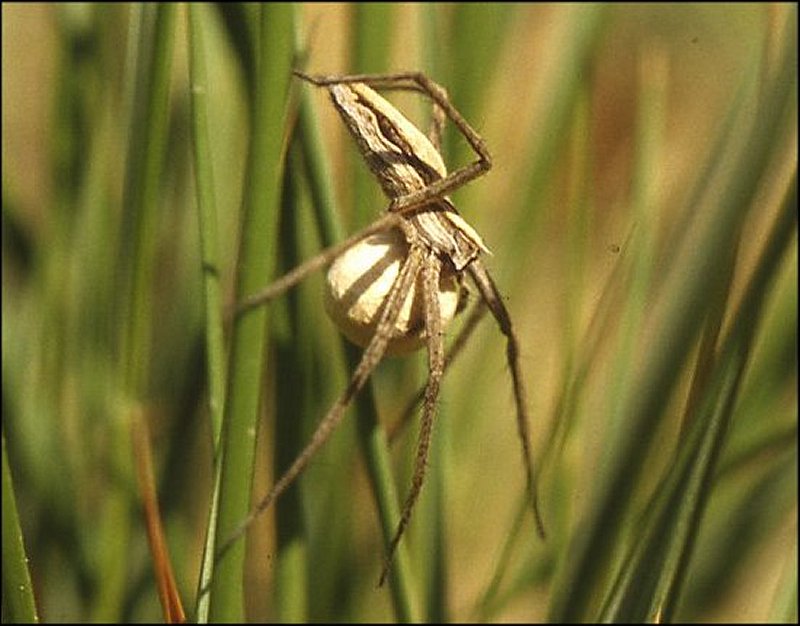 Pisaura 3