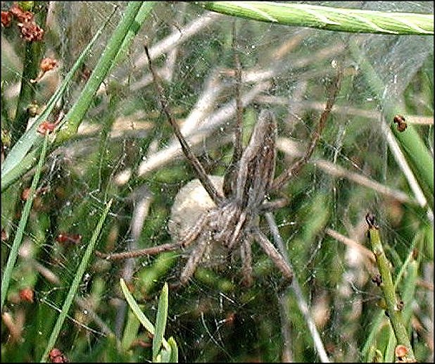 Pisaura 5