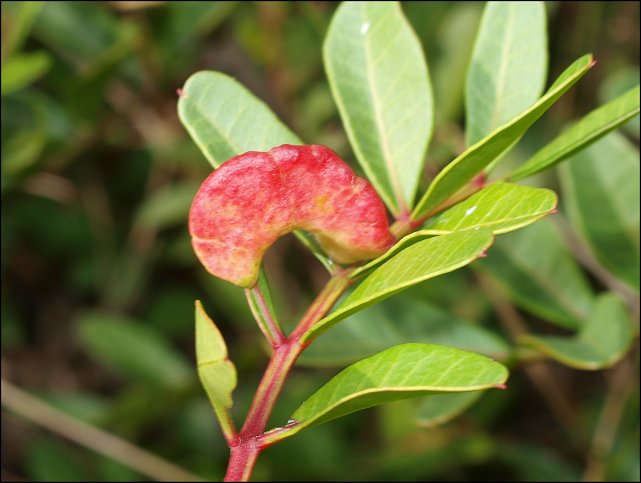 Pistacia lentiscus 13