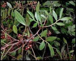 Pistachier lentisque