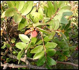 Pistachier trbinthe