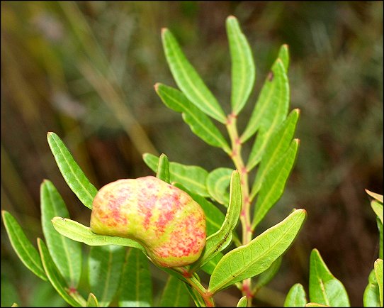 Pistacia lentiscus 10