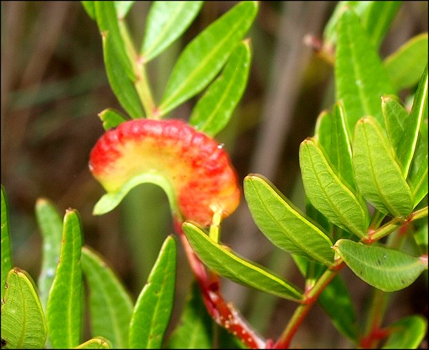 Pistacia lentiscus 11