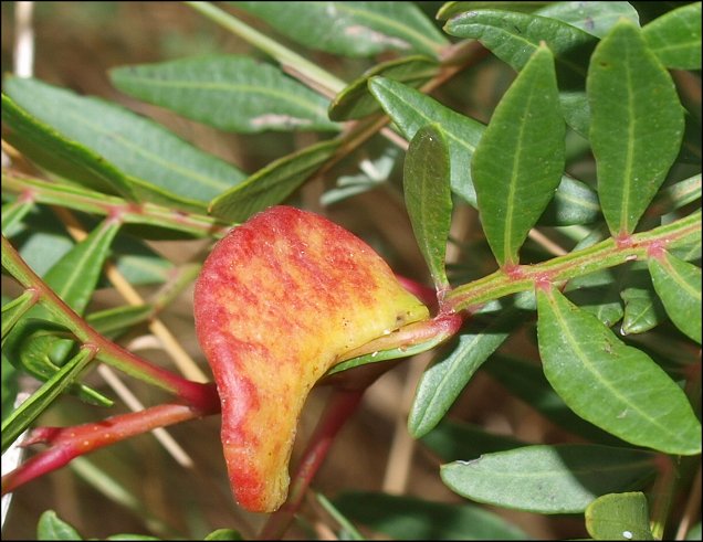 Pistacia lentiscus 12